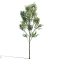 Different Form Arbor Trees With Green Foliage And Shadows On White Background 3d model