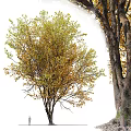 Autumn Trees With Yellow And Green Foliage In Row Tall Trunks And Lush Branches