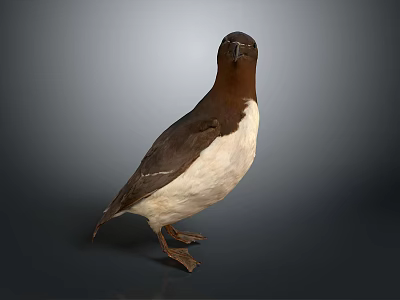 Seabird Flying Animal With Dark Head Brown Back And White Belly Standing On Gray Background 3d model