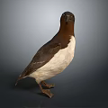 Seabird Flying Animal With Dark Head Brown Back And White Belly Standing On Gray Background