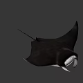 Black Manta Ray With Large Pectoral Fins And Shadow On White Background