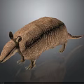 Realistic 3D Armadillo Character Model with Scaly Armor Brown Color and Detailed Texture