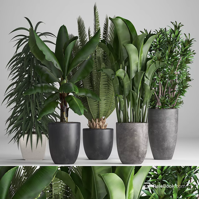 Various Green Leaf Potted Plants In Different Textured Colored Pots Arrangement 3d model 