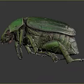 Detailed View of Green Beetle With Shiny Striped Exoskeleton On Gray Background