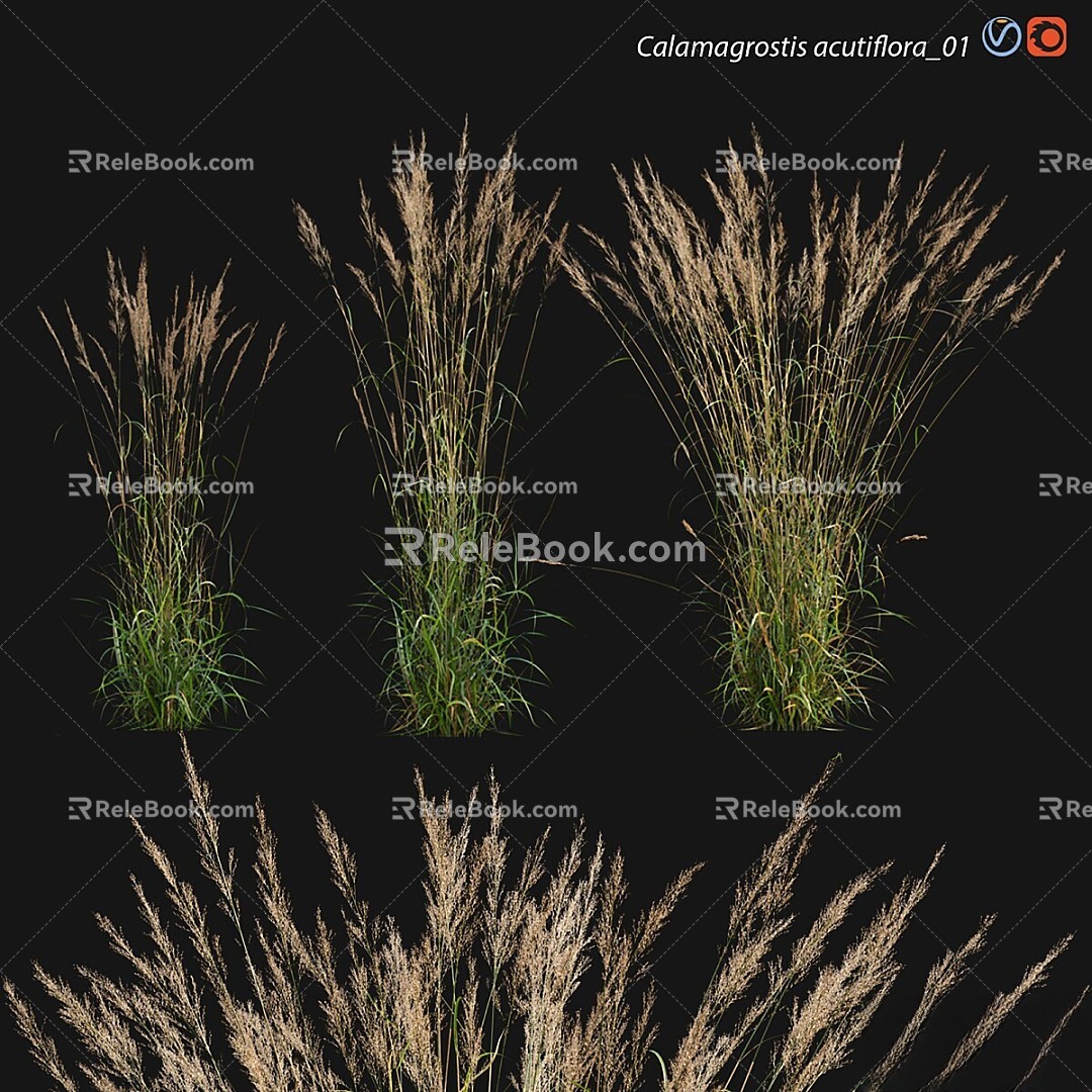 Vintage flowers and plants pointed calamus grass ornamental grass grasses 3d model