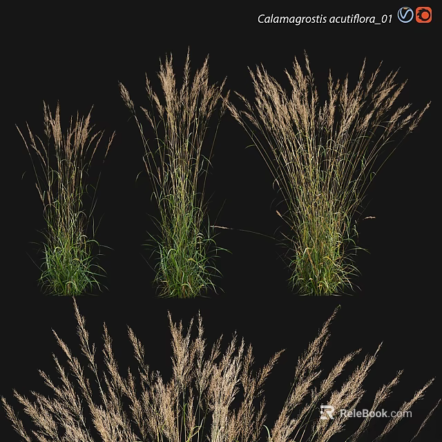 Ornamental Grasses With Green Foliage And Feathery Plumes For Garden Landscaping 3d model 