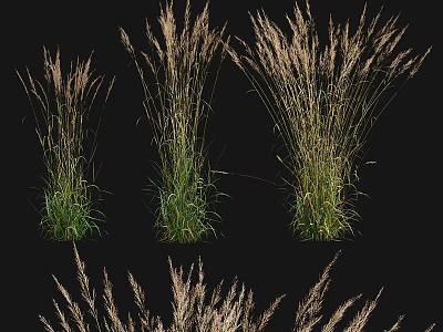 Ornamental Grasses With Green Foliage And Feathery Plumes For Garden Landscaping 3d model