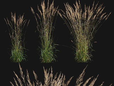 Vintage flowers and plants pointed calamus grass ornamental grasses 3d model