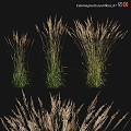 Vintage flowers and plants pointed calamus grass ornamental grass grasses 3d model