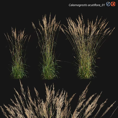 Ornamental Grasses With Green Foliage And Feathery Plumes For Garden Landscaping 3d model