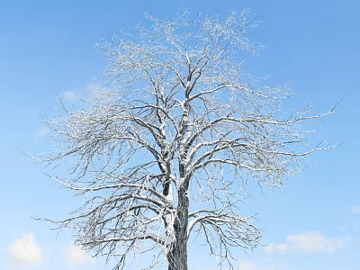 Winter Tree With Snow Covered Branches Against Blue Sky And White Clouds 3d model