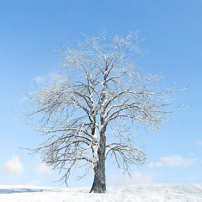 Winter Tree With Snow Covered Branches Against Blue Sky And White Clouds 3d model