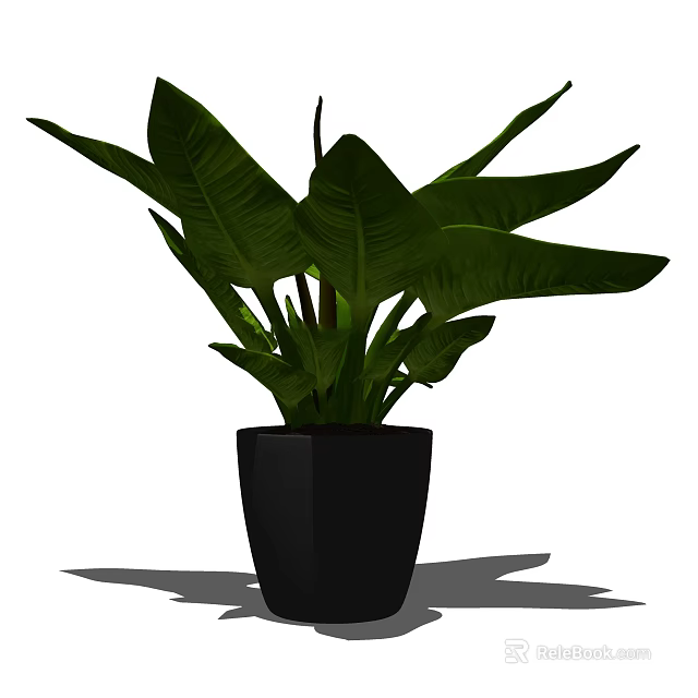 Indoor Potted Plant With Large Green Leaves In Black Pot 3d model 