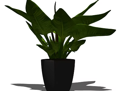 Indoor Potted Plant With Large Green Leaves In Black Pot 3d model