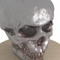Medical Device Anatomical Skull Model For Teaching And Research With Display Stand