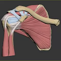Human Knee Anatomical Structure 3D Model Displaying Muscles Ligaments And Bones