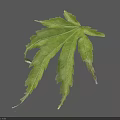 Green Maple Leaf With Serrated Edges And Visible Veins On Light Blue Background