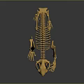 Detailed Animal Skeleton 3D Model Showing Bone Structure And Organ Anatomy