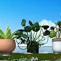 Bonsai Potted Plants in Brown Black White Pots on Grassland by Water Under Blue Sky