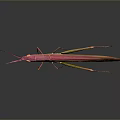 Vibrant Pink and Yellow Long-Beaked Insect on Dark Background with Reflection