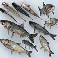 Fresh Aquatic Animals Showcasing Bighead Carp and Silver Carp in Different Sizes