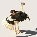 Standing Ostrich With Brown Leather Saddle And Black White Feathers Full Body View