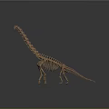 Long Neck Dinosaur Skeleton Standing With Gray Background And Floor Reflection 3d model