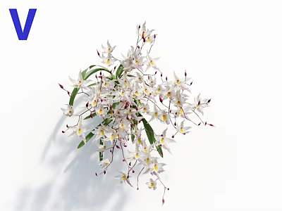 Blooming White Flowers With Fresh Green Leaves And Blue Letter V On White Background 3d model