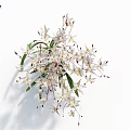 Blooming White Flowers With Fresh Green Leaves And Blue Letter V On White Background