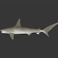 Hammerhead Shark Model With Light Colored Body And Hammer Shaped Head On Dark Background