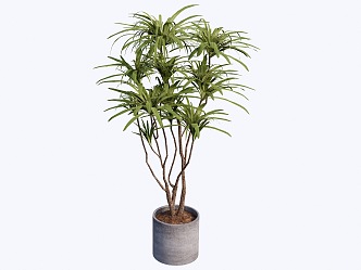 indoor potted plant 3d model