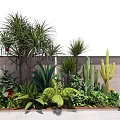Diverse Tropical Plants Cactus And Ferns In Outdoor Garden Landscape With Greenery