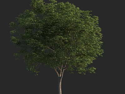 Lush Green Arbor With Dense Foliage Full Canopy And Brown Trunk 3d model