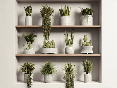 Indoor Bonsai and Potted Plants Display On Wooden Shelves With White Pots And Various Greenery 3d model