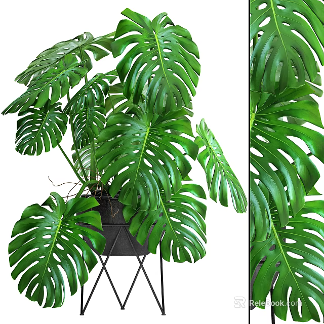 Large Leaf Monstera Potted Plant With Black Metal Stand For Indoor Decoration 3d model 