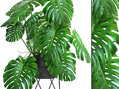 Large Leaf Monstera Potted Plant With Black Metal Stand For Indoor Decoration 3d model
