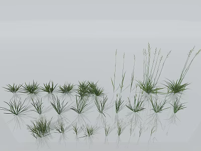 Various Types of Ornamental Grasses With Different Heights for Natural Garden Design 3d model