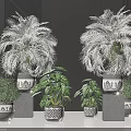 Various Potted Plants Including Palms And Leafy Greenery In Decorative Ceramic Pots On Dark Surface