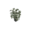 Decorative Tropical Plant With Green Leaves In Black Vase For Home Decor
