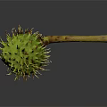 Close Up View Of Green Thorny Plant Fruit With Brown Stem On Dark Background
