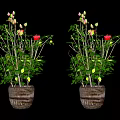 Bonsai Potted Plant with Green Leaves Pink and Red Flowers in Wooden Barrel Planter