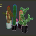 Green Cactus Plants In White And Black Pots With Various Types And Sizes