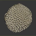Coral Polyps Create Intricate Honeycomb Patterned Calcium Carbonate Marine Structures 3d model