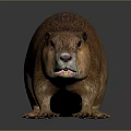 Realistic Beaver 3D Model With Brown Fur Standing On Dark Background 3d model
