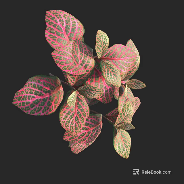 Beautiful Lush Variegated Plant Leaves With Pink And Green Veins 3d model 