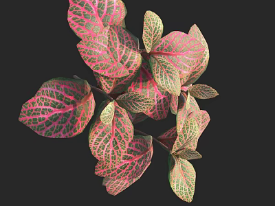 Beautiful Lush Variegated Plant Leaves With Pink And Green Veins 3d model