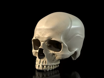 Male Human Skull Anatomical Model Displayed on Black Background Surface 3d model