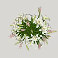 Black Vase With White Lilies Pink Buds And Green Leaves On Simple Background