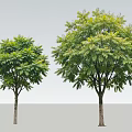 Two Arbor Trees With Lush Green Foliage And Upright Trunks On Gray Background