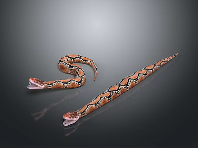 Realistic Orange Black Patterned Reptile Snakes Coiled And Elongated On Dark Surface 3d model